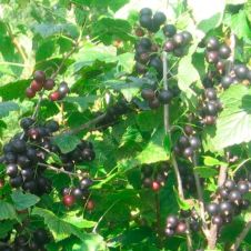 Саженец Смородина черная Нилга