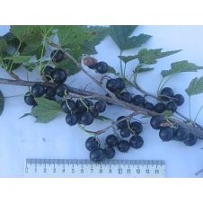 Саженец Смородина черная Нилга