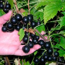 Саженец Смородина черная Нюрсинка