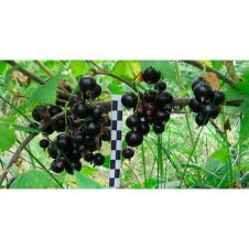 Саженец Смородина черная Нюрсинка