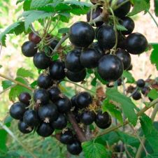 Саженец Смородина черная Соболинка