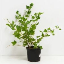 Саженец Смородина черная Соболинка