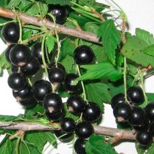 Саженец Смородина черная Суйга