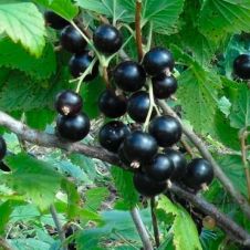 Саженец Смородина черная Чая