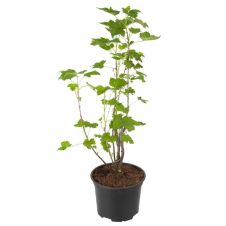 Саженец Смородина черная Чая