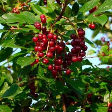 Саженец Черемуха Виргинская