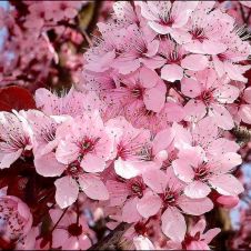 Саженец Черемуха Виргинская