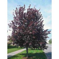 Саженец Черемуха Виргинская