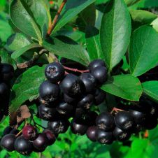 Саженец Черноплодная рябина