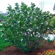 Саженец Черноплодная рябина