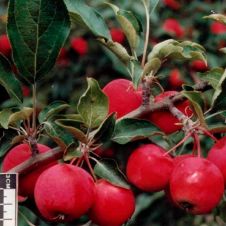 Саженец Яблоня Алтайское багряное