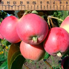 Саженец Яблоня Милена