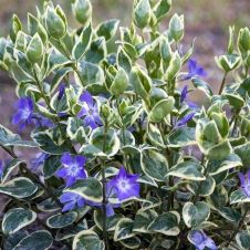 Барвинок вариегатный P9