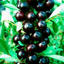 Саженец Вишня песчаная Бессея