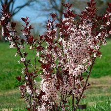 Саженец Вишня песчаная Бессея