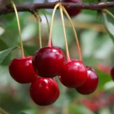Саженец Вишня Гриот Московский С2