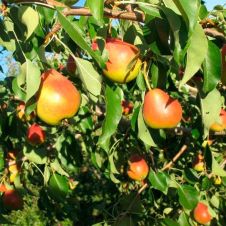 Саженец Груша Радужная С7