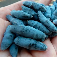 Саженец Жимолость Бакчарский великан