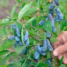 Саженец Жимолость Бакчарский великан