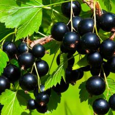Смородина черная Изольда