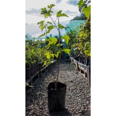 Смородина черная Изольда