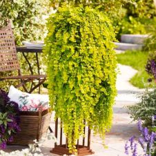 Вербейник монетчатый P9