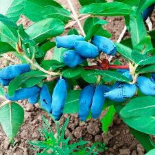 Саженец Жимолость Сильгинка