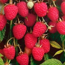 Саженец Малина Колокольчик