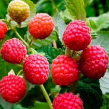 Саженец Малина Мишутка С2