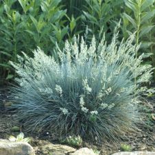 Овсяница сизая (Festuca glauca) С2-3 л