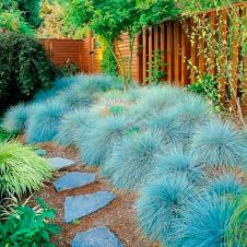 Овсяница сизая (Festuca glauca) С2-3 л