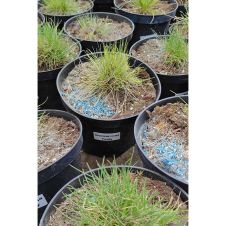 Овсяница сизая (Festuca glauca) С2-3 л