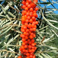 Саженец Облепиха Триумф