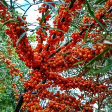 Саженец Облепиха Триумф