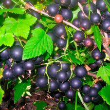 Смородина черная Экстрим