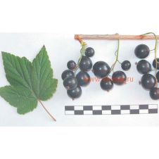 Смородина черная Экстрим