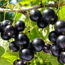 Смородина черная Экстрим