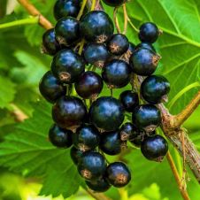 Смородина черная Памяти Потапенко