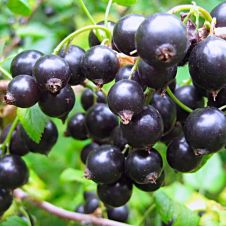 Смородина черная Рита
