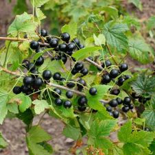 Смородина черная Рита
