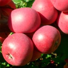 Саженец Яблоня крупноплодная Сурхурай