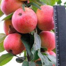 Саженец Яблоня крупноплодная Сурхурай