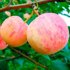 Саженец Яблоня Абориген, пакет 7 л