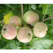 Саженец Яблоня Абориген, пакет 7 л