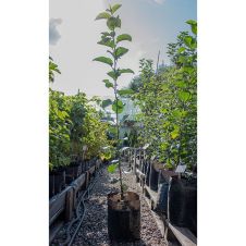 Саженец Яблоня Абориген, пакет 7 л