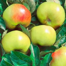 Саженец Яблоня Брат Чудного С7