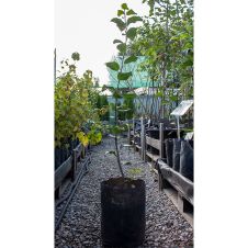 Саженец Яблоня Баяна С7