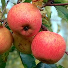 Саженец Яблоня Алтынай С7