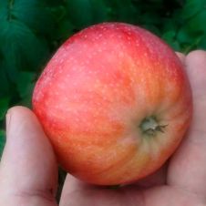 Саженец Яблоня Алтынай С7