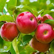 Саженец Яблоня Алтынай С7